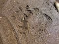 北海道の渓流でルアー釣り☆【番外編】川でヒグマの親子と遭遇