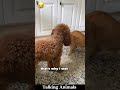 Talking Animals 😂 #funnyvideo #voiceover #petsoftiktok #lovedogs #funnytiktok #fyp #foryou #newyork