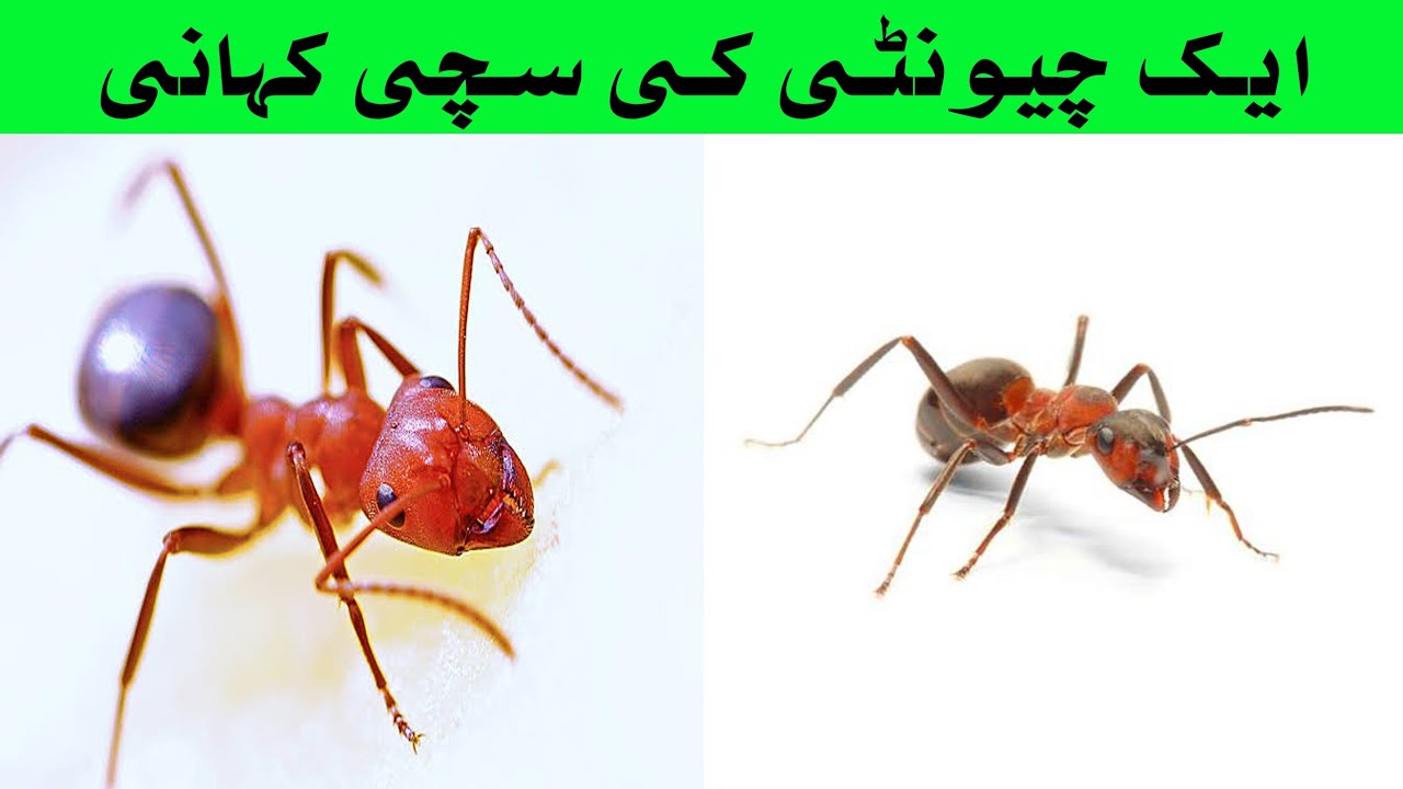 ایک چیونٹی کی سچی کہانی || Pakistan Creator - YouTube