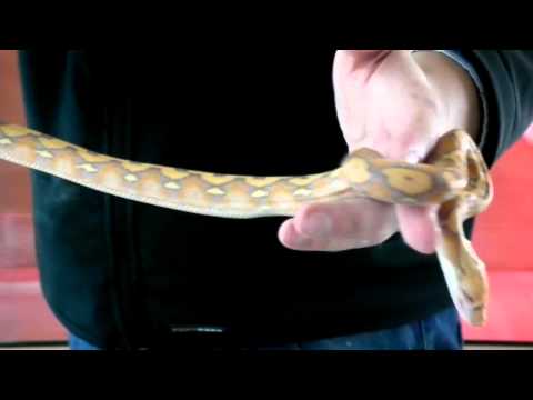 Prehistoric Pets - Reticulated Python Purple Albino