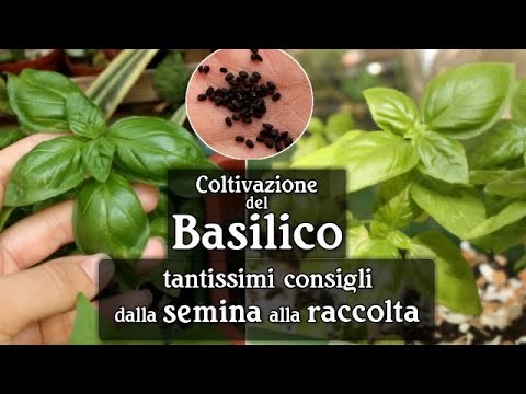 Video: Come coltivare il basilico su un davanzale dai semi?