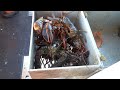 Lobstering with Captain Jon, Milbridge, Maine -  2020