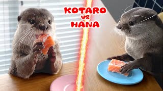Otter Salmon Speed-eating Contest!