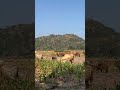 Cattle eat corn stalks #cow #animals #farming #cattle
