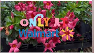 Walmart Garden 🪴 Walkthrough with my daughter Misty 🫶