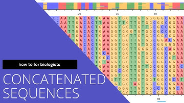 วิธีการ concatenate sequences ใน MEGAX