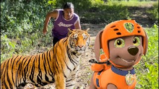 Lo perseguía un tigre y uno de los paw patrol lo salvo by Familia Terán 23,871 views 3 months ago 30 minutes