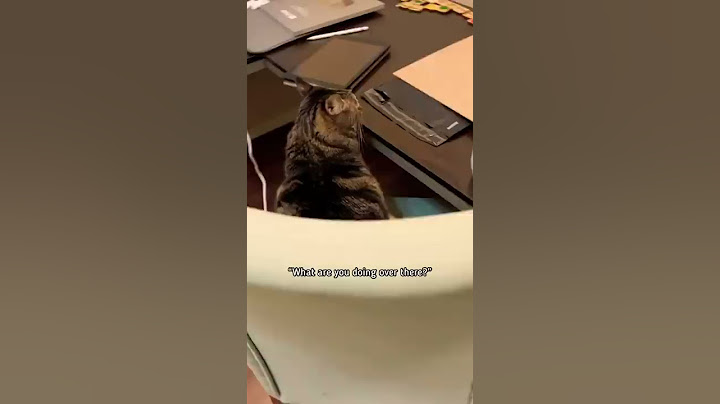 Penny has an ATTITUDE today! She’s busy…#penny #pennythecat