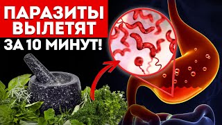 ОСТОРОЖНО, ПАРАЗИТЫ! / Как защитить свой организм от ГЛИСТОВ?