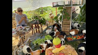 Guinea Pigs generate happiness for all