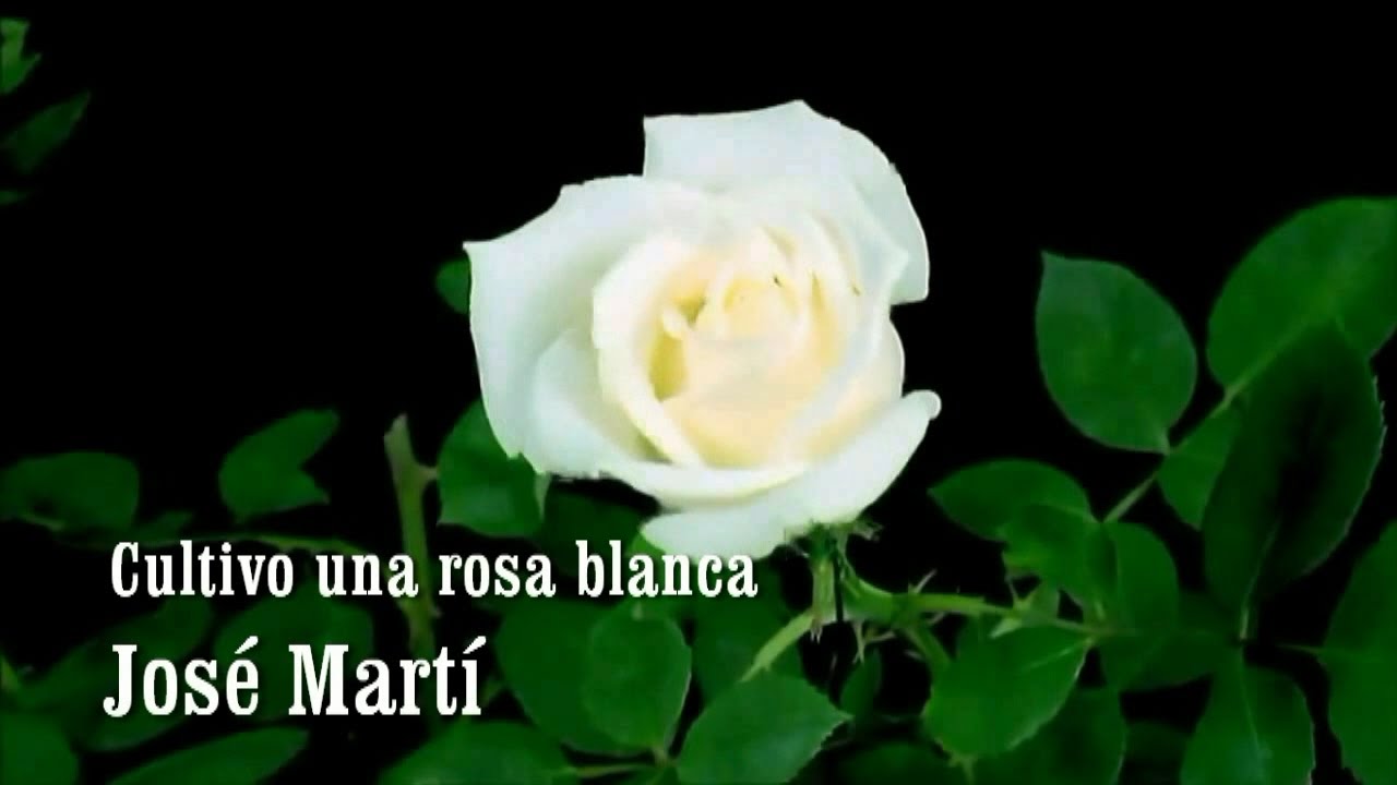 Total 109+ imagem cultivo una rosa blanca letra - br.thptnganamst.edu.vn