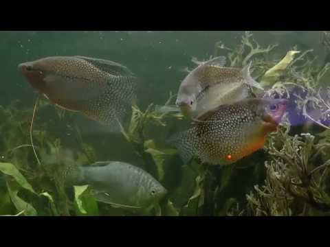 Video: Pērļu Gourami (Trichopodus Leerii)