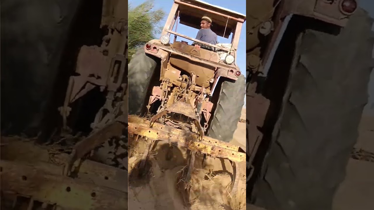 زراعة النخيل البرحي و أهمية مصدات الرياح