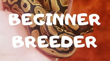 Beginner Ball Python Breeder