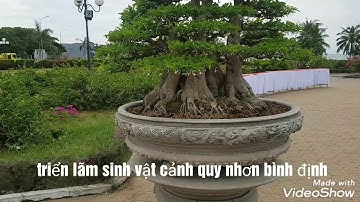 Triển lãm svc quy nhơn bình định