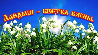 ЛАНДЫШ - кветка ВЯСНЫ. #video