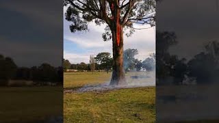 Tree Burns From Inside Out || ViralHog
