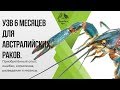 УЗВ 6 месяцев для австралийских раков. Приобретенный опыт, ошибки, кормление, разведение и нюансы.