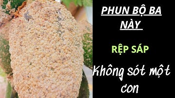 Bộ 3 quản lý rệp sáp hiệu quả 100%. Quá hiệu quả