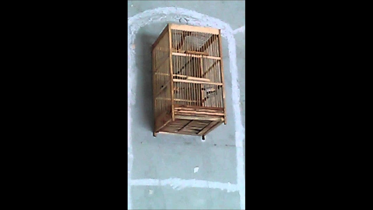 Repeat Burung Pare Pare Gacor Dooor By Om Jack You2repeat