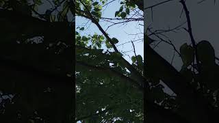 Squirrel Making Strange Sounds in Tree.