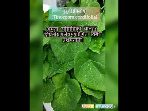 ग ड च Guduchi Tinosporacordifolia Healthylife Useayurveda Liveayurveda Updateayurveda