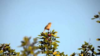 Bachman's sparrow Singing