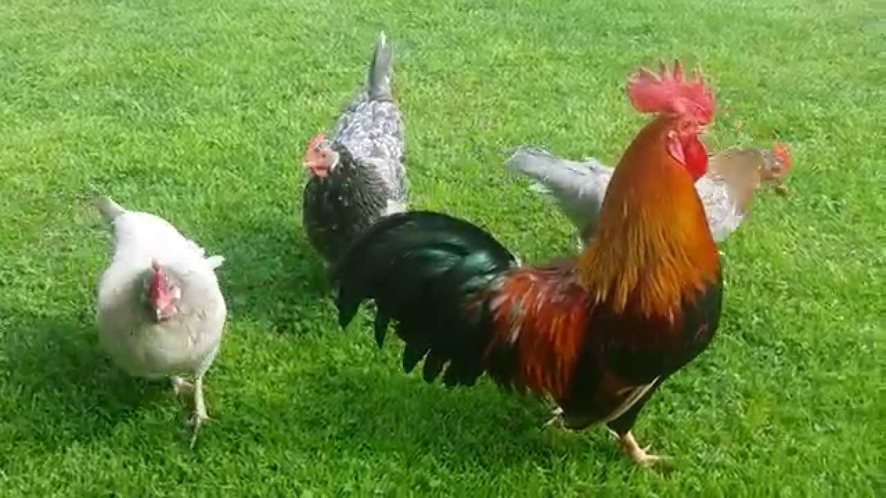 Hahn Und Hühner