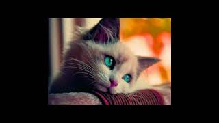 Hayvanlar Denek Değildir