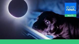 Anxious dogs and silent birds: What happens to animals during a total solar eclipse