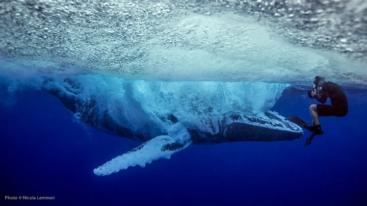 UNSEEN: Whale breach near miss with swimmer