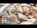 Check Out The Puppies In Training That Have Become A Virtual Hit | Nightly News: Kids Edition