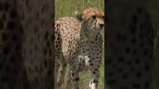 Cheetah Imani hunting in the Masaai Mara #cheetah #hunting #entimcamp #kenya