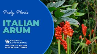 Pesky Plants: Italian Arum