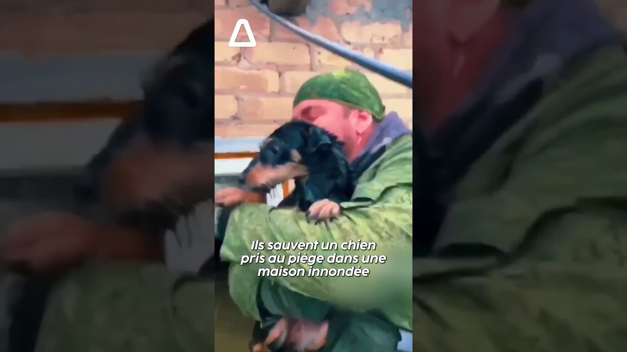 Ils Sauvent Un Chien Pris Au Pi Ge Dans Une Maison Innond E 