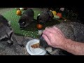 SLICE OF RACCOON PARADISE !!!