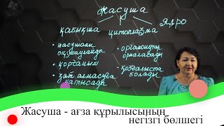 картинка: Жасуша - ағза құрылысының негізгі бөлшегі. 7 сынып.