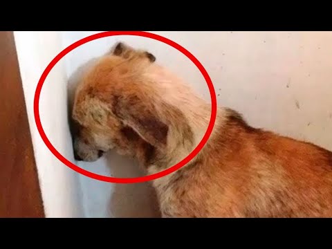 Video: Waarom Droomt De Hond?