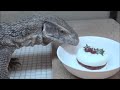 クリスマスケーキを食べるオオトカゲ 再 Savannah Monitor Eating Christmas Cake 2