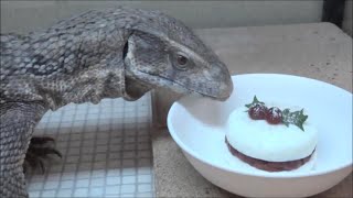 クリスマスケーキを食べるオオトカゲ 再 Savannah Monitor Eating Christmas Cake 2