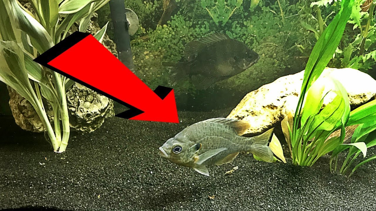 NEW PET FISH!! Redear Sunfish!! YouTube