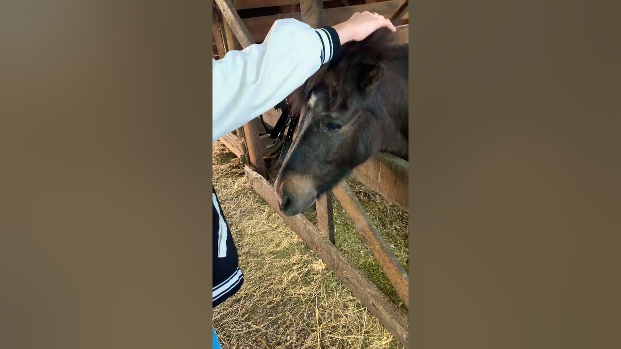 #лошадка Дединсайдик🤫☺️ - YouTube