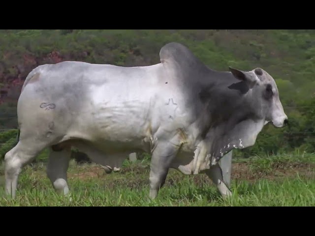 Lote 29 - MDLO 3050 -  Fazenda Modelo