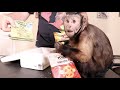 Capuchin MonkeyBoo UnBoxes Mail! Thailand the UK and More!