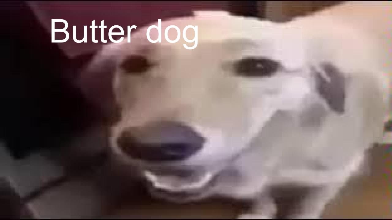 Butter dog meme original YouTube