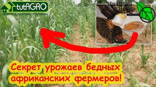 видео: УДОБРЕНИЯ ДОРОГИЕ? Согласен! АФРИКАНСКАЯ ПОДКОРМКА: это удобрение ВООБЩЕ БЕСПЛАТНОЕ! картинка: УДОБРЕНИЯ ДОРОГИЕ? Согласен! АФРИКАНСКАЯ ПОДКОРМКА: это удобрение ВООБЩЕ БЕСПЛАТНОЕ!