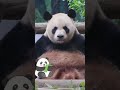 Reasons pandas should be extinct thumbnail
