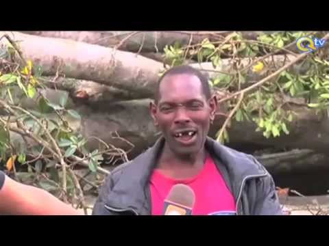 MUGUMO WAANGUKA:  Mti huo ulianguka eneo la Gamerock, Nyeri