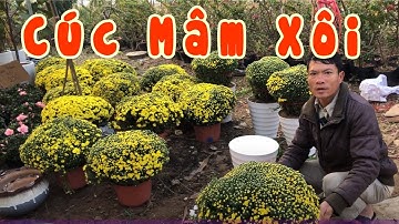 Trồng Cúc Mâm Xôi | CÂY CẢNH CHỢ HÀNG | Hải Phòng