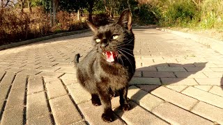 可愛い声で話しかけてくる黒猫を触ろうとしたら「シャー！」と威嚇された